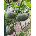 Round white  hybrid pumpkin seeds